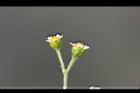 粗毛小米菊-花01.jpg