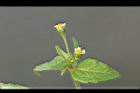 粗毛小米菊-花03.jpg
