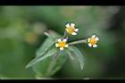 粗毛小米菊-花04.jpg