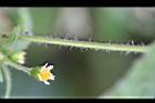 粗毛小米菊-花05.jpg