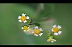 粗毛小米菊-花06.jpg