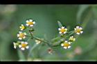 粗毛小米菊-花07.jpg
