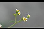 粗毛小米菊-花08.jpg