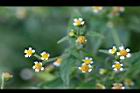粗毛小米菊-花09.jpg