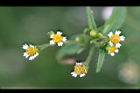粗毛小米菊-花10.jpg