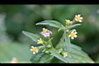 粗毛小米菊-花11.jpg