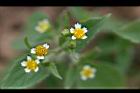 粗毛小米菊-花12.jpg