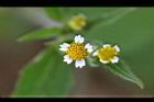 粗毛小米菊-花13.jpg