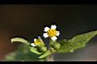 粗毛小米菊-花14.jpg