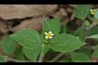粗毛小米菊04.jpg