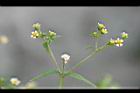 粗毛小米菊11.jpg