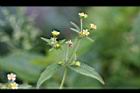 粗毛小米菊12.jpg