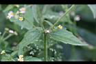 粗毛小米菊13.jpg