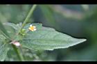 粗毛小米菊15.jpg