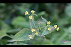 粗毛小米菊16.jpg