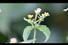 粗毛小米菊17.jpg