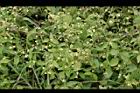 粗毛小米菊22.jpg