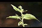 粗毛小米菊38.jpg