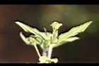 粗毛小米菊39.jpg