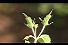 粗毛小米菊40.jpg