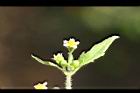 粗毛小米菊41.jpg