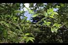 粗毛柃木-實05.JPG