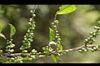 粗毛柃木-實09.JPG