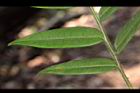 粗毛柃木-葉背04.JPG