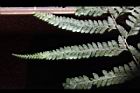 粗毛鱗蓋蕨-孢子10.JPG