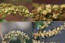 粗糠柴-花1.jpg