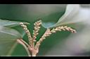 粗糠柴-花苞00.jpg
