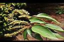 粗糠柴-雄花02.jpg