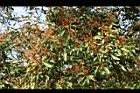 粗糠柴-實05.jpg