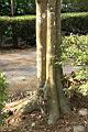 粗糠柴-莖00.JPG