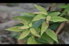 粗糠柴-葉05.JPG