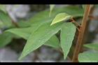 粗糠柴-葉06.JPG