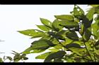 粗糠柴-葉08.JPG