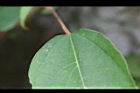 粗糠柴-葉柄0.JPG