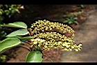 粗糠柴-雄花03.jpg