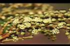 粗糠柴-雄花05.jpg