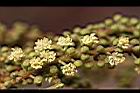 粗糠柴-雄花06.jpg