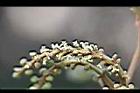 粗糠柴-雌花04.jpg