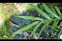 粗齒紫萁-葉背1.jpg