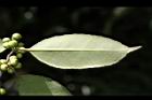 糊樗-葉背17.JPG