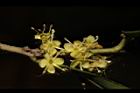 糊樗-雄花29.JPG