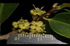 糊樗-雄花38.JPG