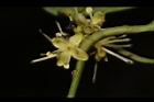糊樗-雄花49.JPG