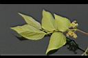 糙葉樹-花02.jpg