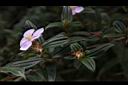 糙葉耳藥花07.JPG