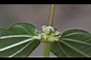 糯米糰-花0.jpg